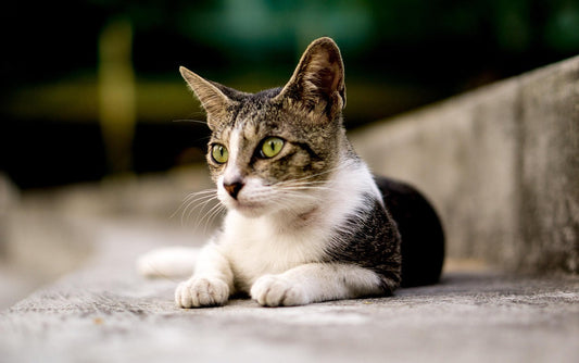 Les erreurs à éviter lors de l’adoption : bien démarrer avec son animal