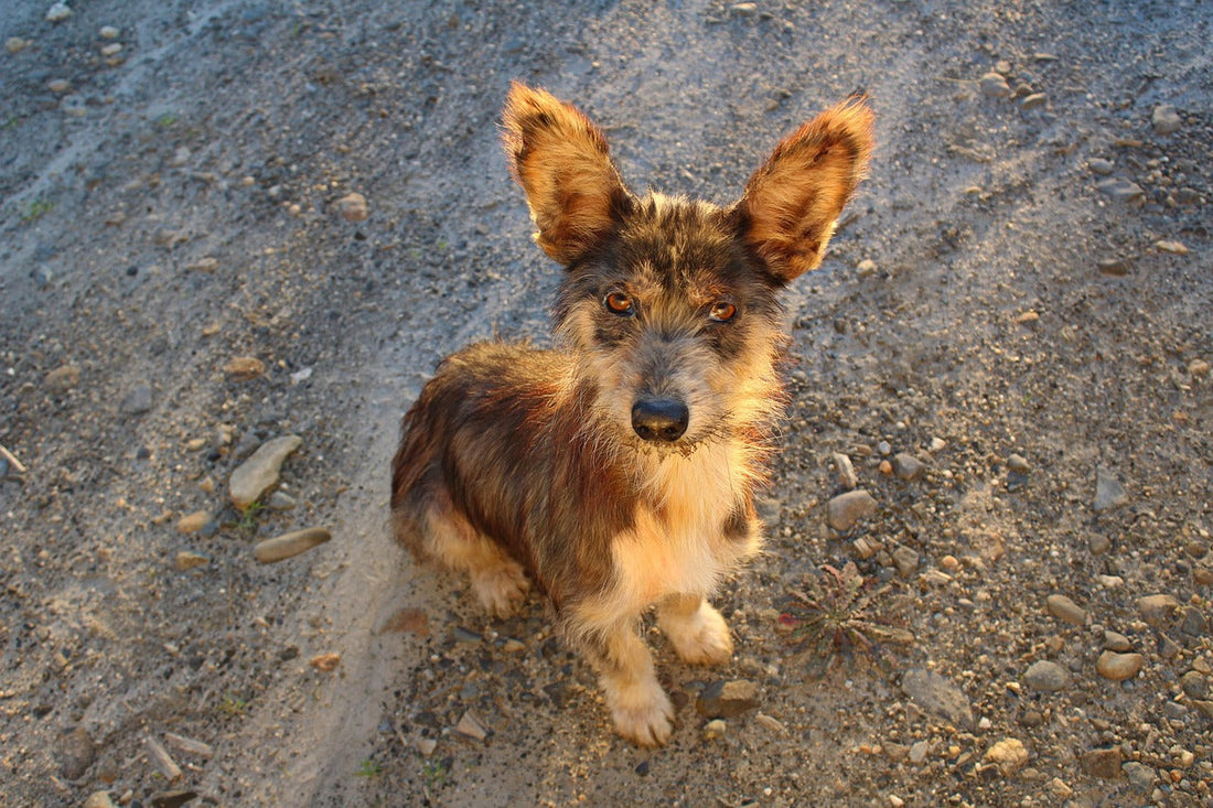 Adopter son animal : bien se préparer pour une vie heureuse ensemble