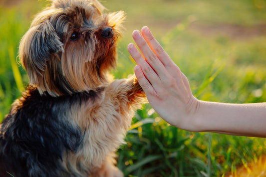 Éducation canine : les bases essentielles pour un chien bien dans ses pattes