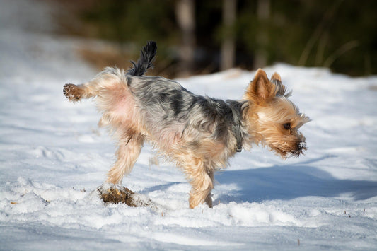 Propreté du chien et du chiot : les bonnes habitudes pour un apprentissage réussi