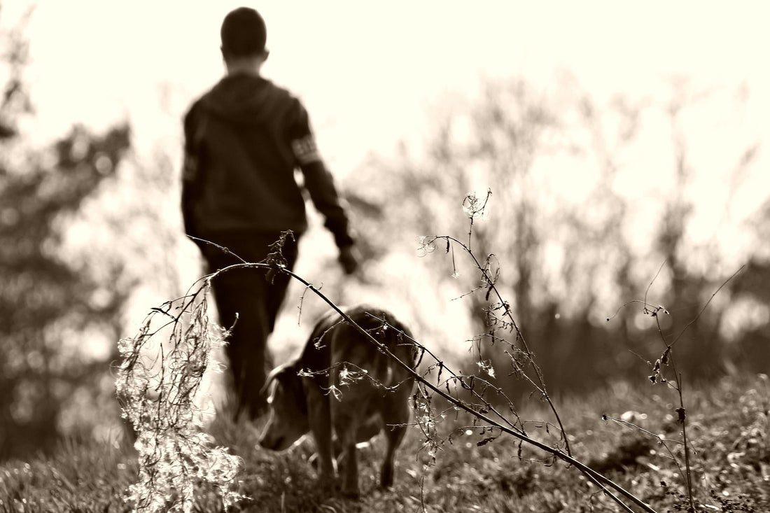 Le rappel du chien : comment apprendre à votre compagnon à revenir en toute confiance ?