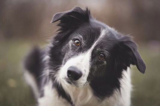Border Collie : tout savoir sur cette race de chien aussi brillante qu'énergique