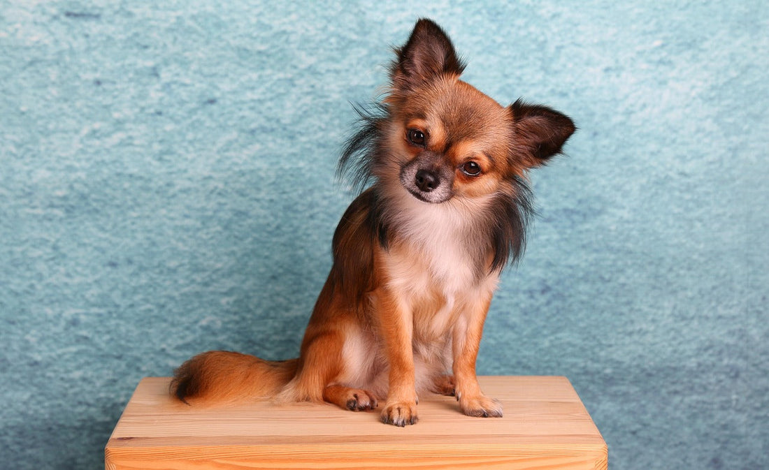 Le Chihuahua : caractère, santé et conseils pour ce petit chien au grand cœur