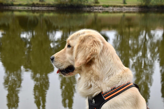 Golden Retriever : tout savoir sur ce chien affectueux et polyvalent