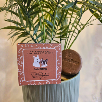Shampoing solide anti démangeaison pour chien