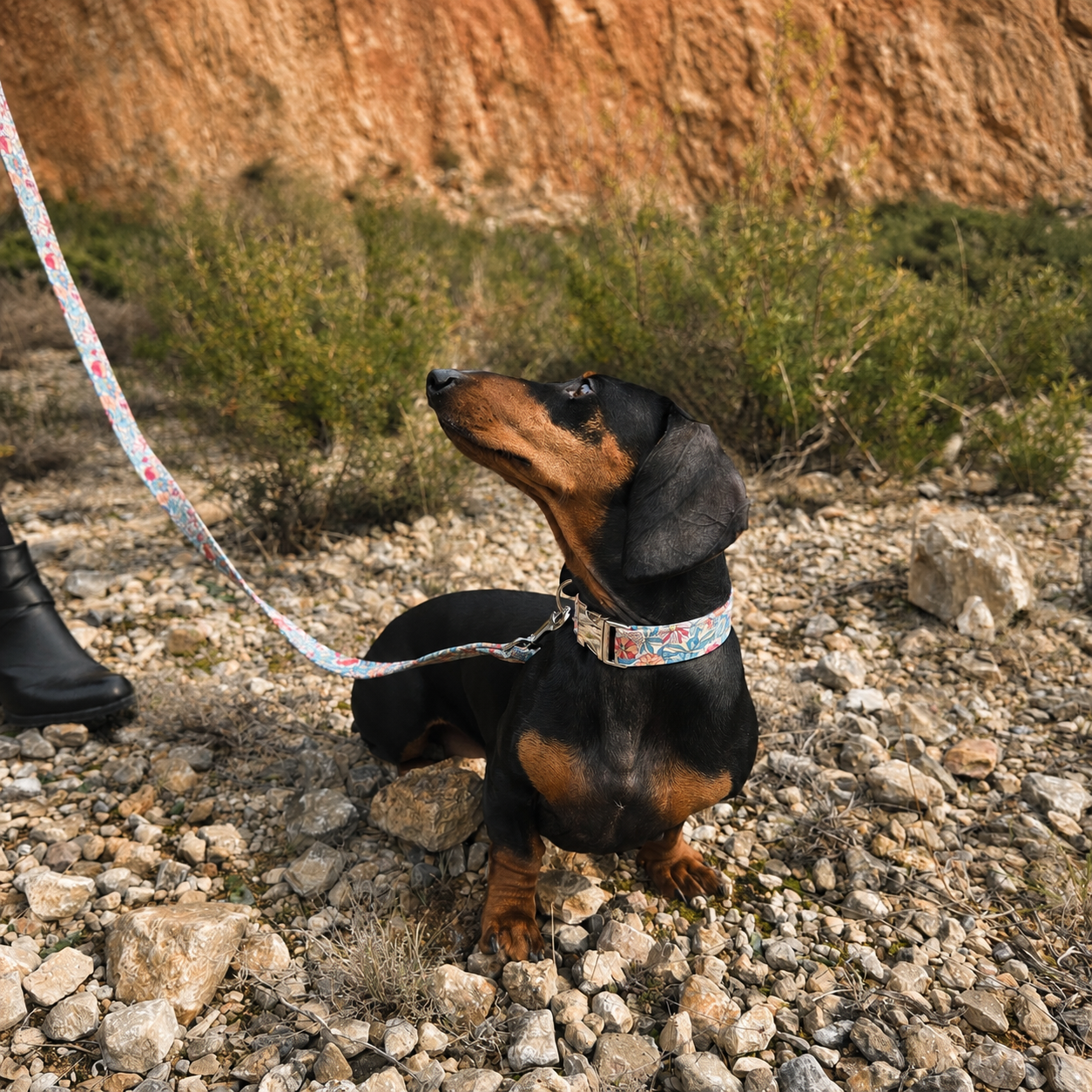Collier Jeanne pour chien