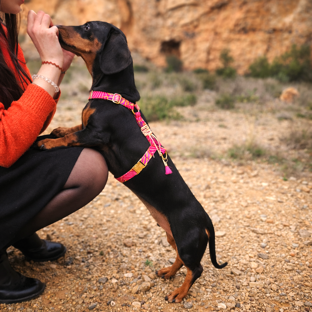 Harnais Barby pour chien
