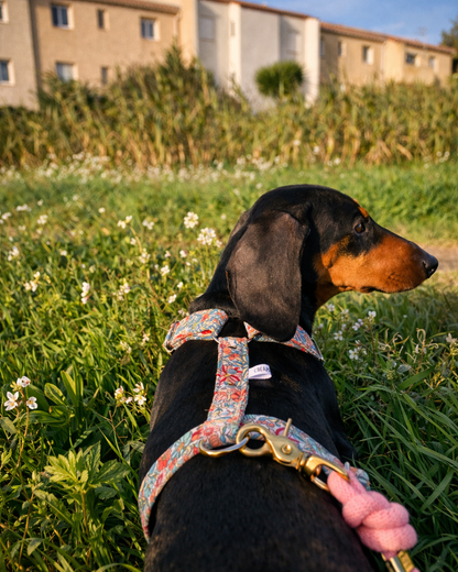 Harnais Jeanne pour chien